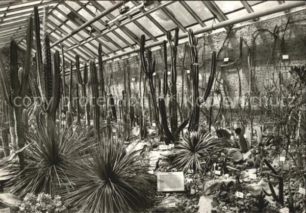 Kakteen Botanischer Garten Jena Sukkulenten-Sch