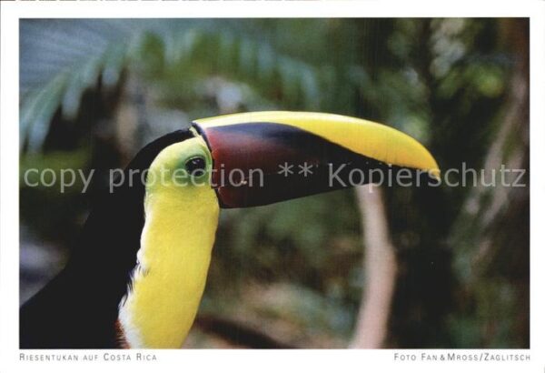 Voegel Riesentukan Costa Rica