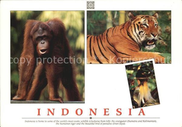 Tiger Orangutan Sumatran Tiger Bird of paradi