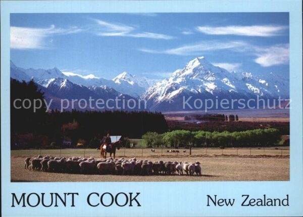 Schafe Mount Cook Glentanner Park Sheep Statio