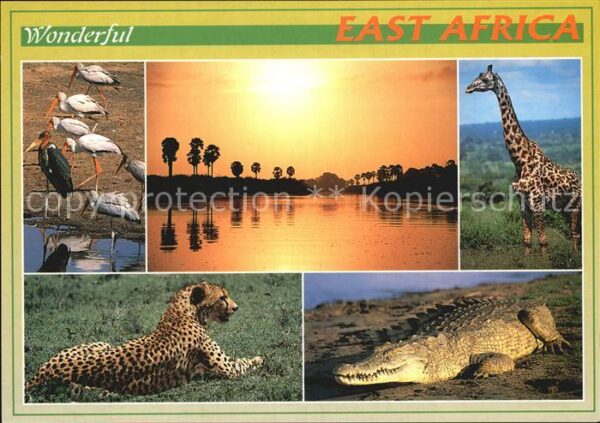 Tiere East Africa Giraffe Krokodil Gepard