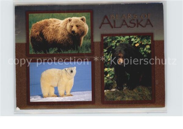 Baeren Bears of Alaska Grizzly Bear Polar Bear