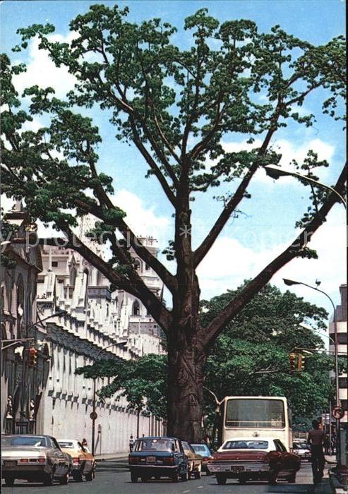 Caracas Avenida Universidad y la famosa Ceiba d