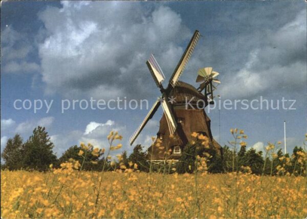 Schleswig Holstein Mühle Rapsfeld