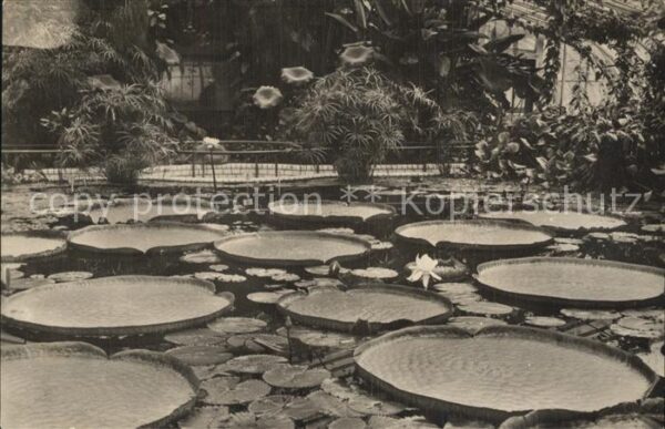 Dahlem Berlin Botanischer Garten