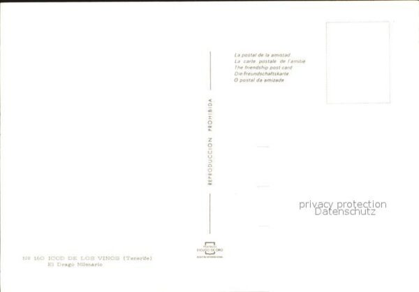 Icod de los Vinos El Drago Milenario – Bild 2