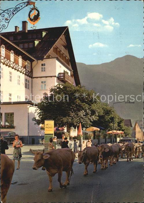 St Anton Arlberg Viehtrieb