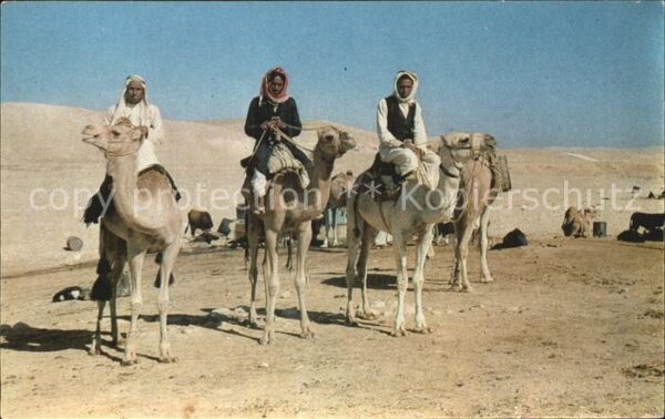 Beduinen Negeb Desert Kamele