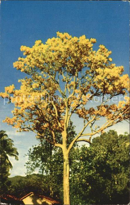 Baeume Trees Gold Tree Hawaii