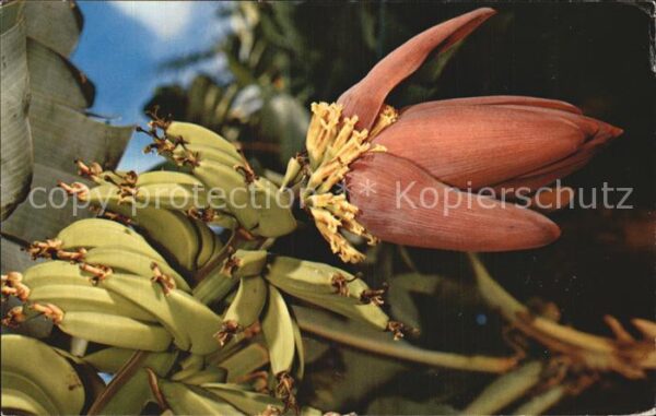 Bananen Banana Blossom Hawaii