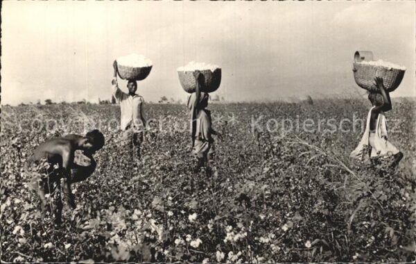 Baumwollpfluecker Cotton Pickers Afrique Noire Ernte