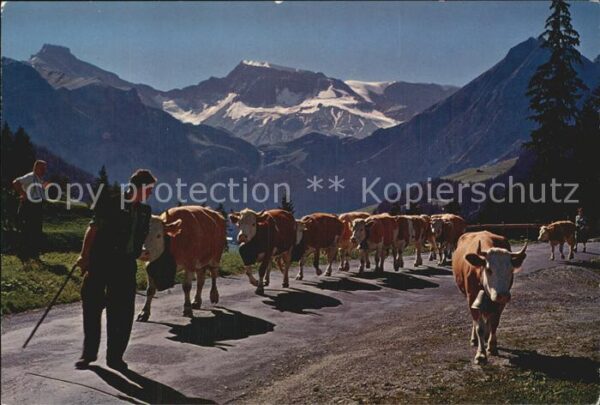 Kuehe Alpabfahrt Engstligenalp Adelboden Steg
