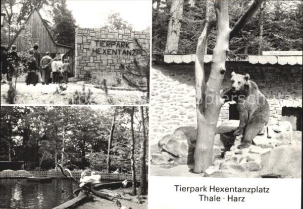 Baeren Tierpark Hexentanzplatz Thale Harz