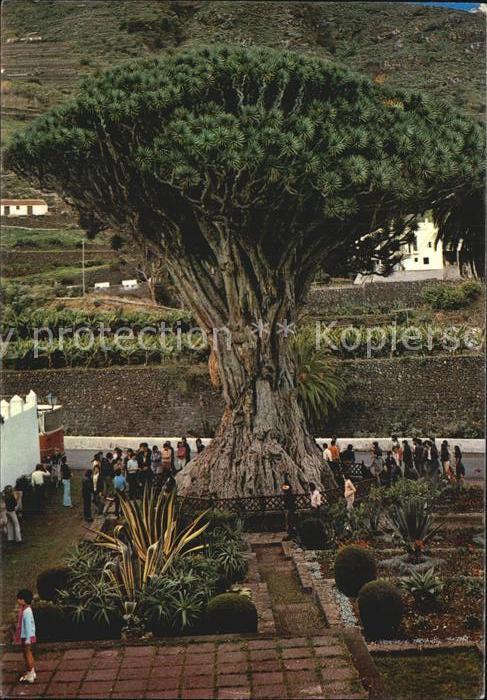 Baeume Trees Drago Milenario Tenerife