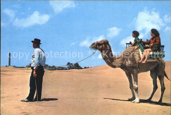 Kamel  Camel Chameau Gran Canaria Maspalomas Costa Canaria