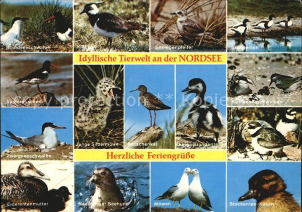Voegel Nordsee Zwergseeschwalbe Seeregenpfeife