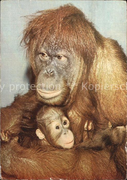 Affen Orang-Utan