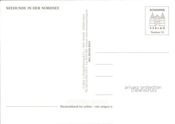 Seehunde Robben Nordsee – Bild 2
