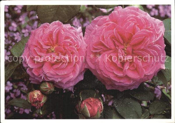 Blumen Bourbonrose