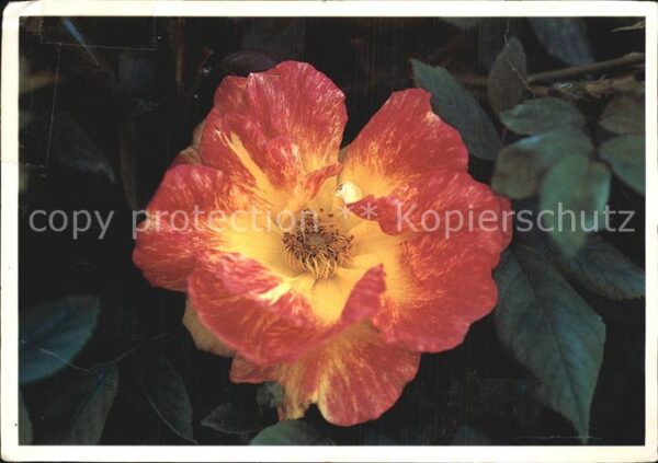 Blumen Strauchrose