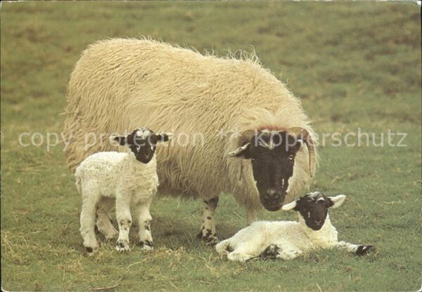 Schafe Blackfaced Sheep Two Lambs