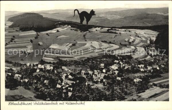 Waldkatzenbach mit Katzenbuckel Schwarzer Kater Fliege