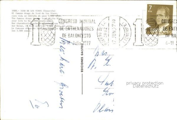 Icod de los Vinos Drachenbaum – Bild 2