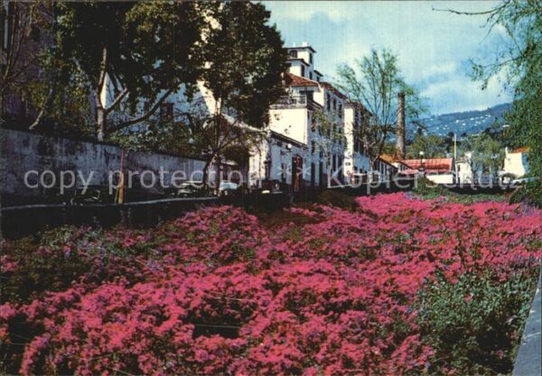 Funchal Bungavillias