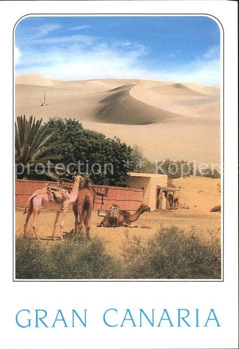 Maspalomas Dromedar Wüste