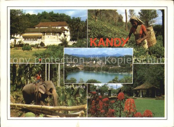 Kandy Sri Lanka Landhaus Villa Feldarbeit Elefant
