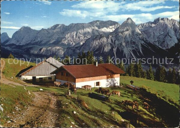 Lermoos Tirol Duftalm Kühe Almvieh Mieminger Gebirge