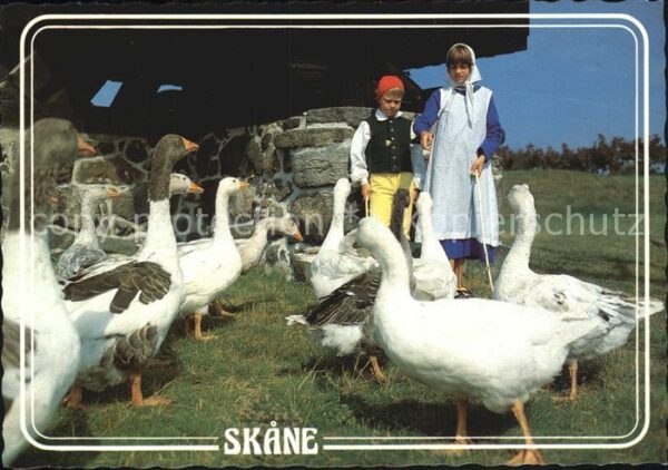 Skane Gänse Kinder