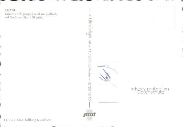 Skane Gänse Kinder – Bild 2