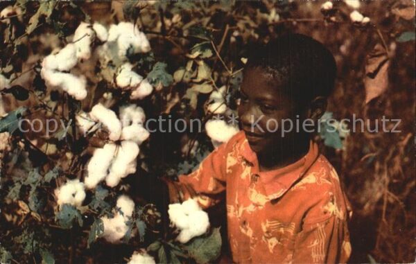Baumwollpfluecker Cotton Pickers Kind