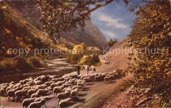 Schafe Hirte Western Canyon