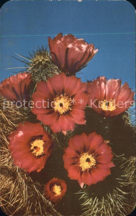 Kakteen Hedgehog Cactus Echinocereus Engelmanii