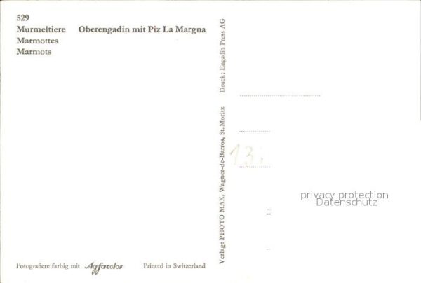 Murmeltier Oberengadin Piz La Margna – Bild 2