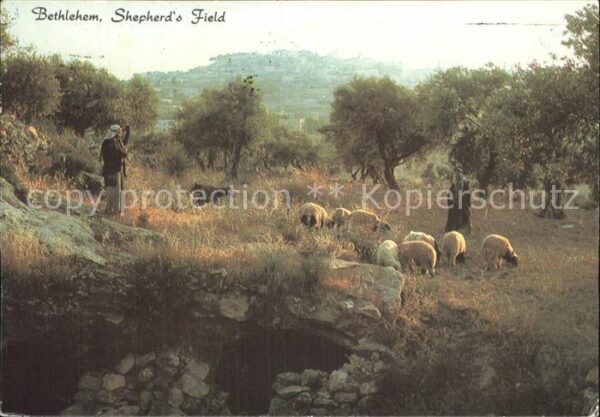Hirte Schafe Bethlehem Shepherd_s Field