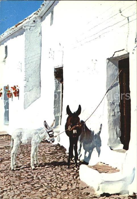 Esel Tiere Costa del Sol Spanien