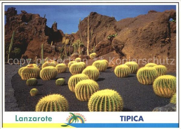 Kakteen Lanzarote