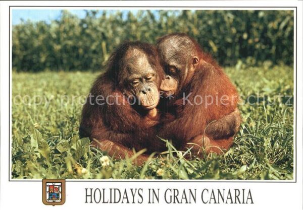 Affen Gran Canaria