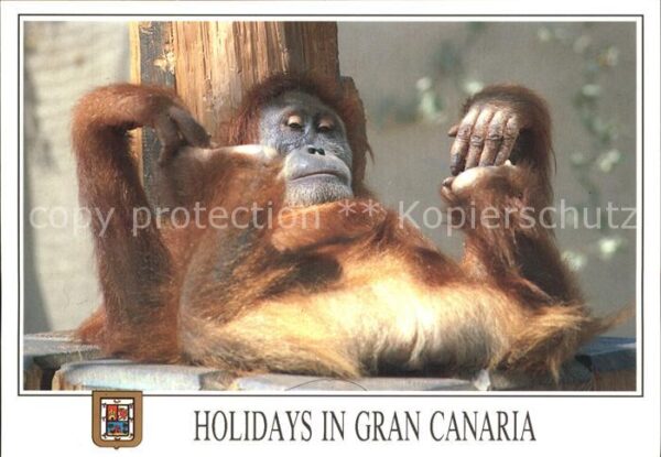 Affen Gran Canaria