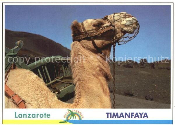 Kamel  Camel Chameau Lanzarote Timanfaya