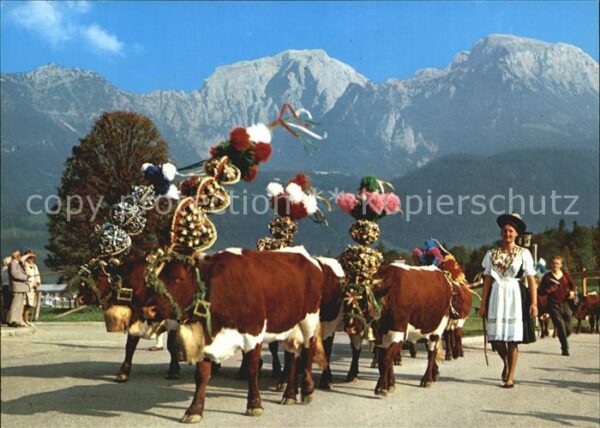 Kuehe Almabtrieb Berchtesgadener Land