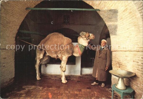 Kamel  Camel Chameau Tunisie Kairouan La Noira de Bir Barout