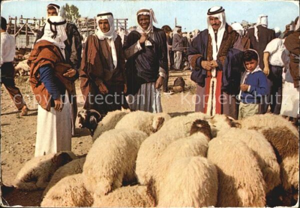 Typen Israel Schafe Markt