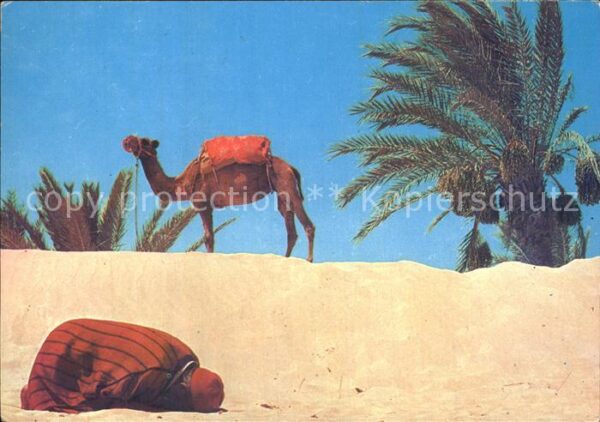 Kamel  Camel Chameau Chamelier Priere Tunisie