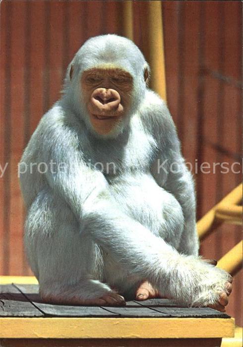 Affen Copito de Nieve Parque Zoologico Barcel