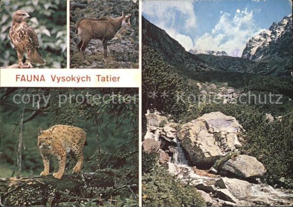 Tiere Fauna Vysoke Tatry Mäusebussard Luchs G