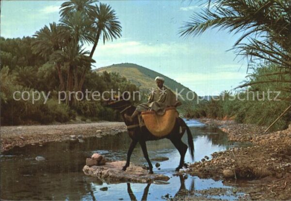 Esel Tiere Maroc Typique Vallee du Dra
